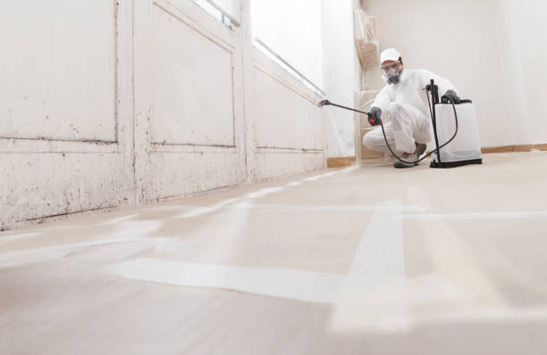 Black mold remediation team in Warren